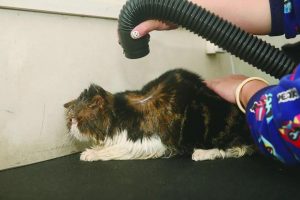 猫咪洗澡的八个步骤（帮猫咪洗澡的方法）