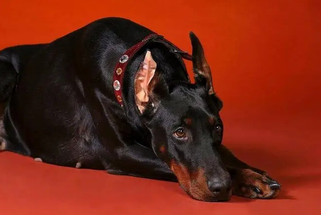 为什么现在养杜宾犬的人越来越多了？其实不少网友都表示，养了杜宾犬就不想换狗了！