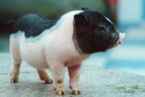 宠物猪品种介绍——宠物猪市场价格多少钱一只？
