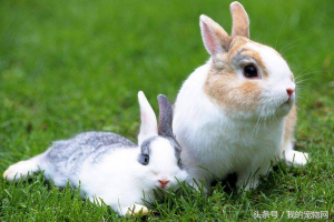 家养宠物兔到底怕冷还是怕热？