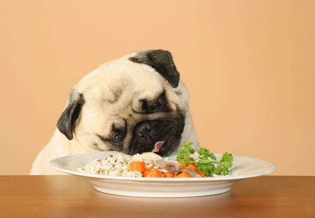 狗狗一天需要吃多少才够营养？狗狗吃米饭好还是吃狗粮好？