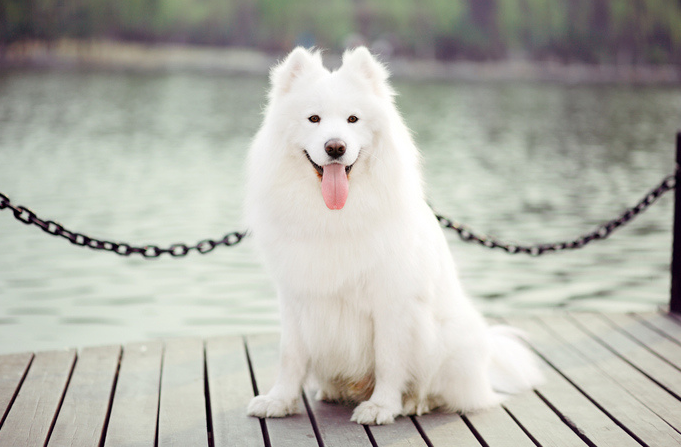 还不知道萨摩耶一天吃多少？成年的萨摩耶犬该如何饲养？