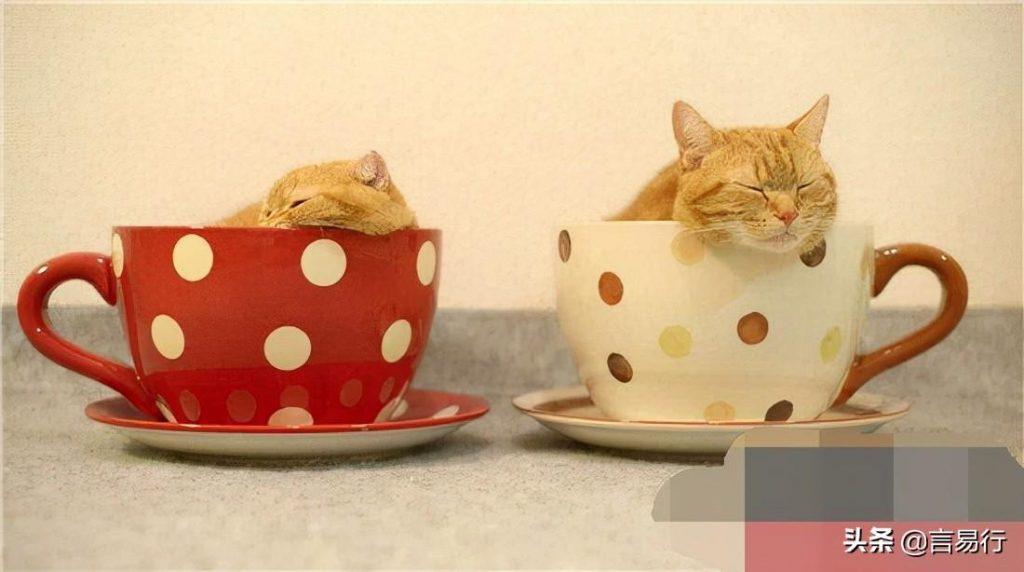 茶杯猫有多可爱？茶杯猫多少钱一只？