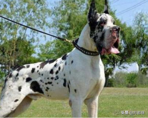 大丹犬的市场价格：大丹犬多少钱一只？