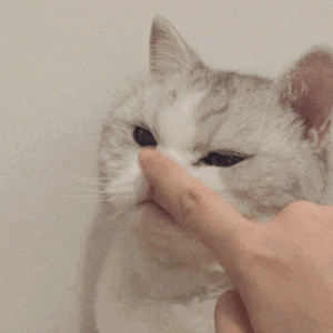 猫咪喜欢咬人，如何制止猫咪咬人的行为？制止猫咪咬人方法
