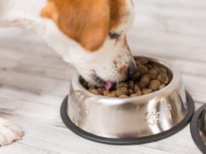 狗狗误食猫粮怎么办？狗狗应该吃什么食物？