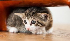 养猫小知识：猫咪发抖是怎么了？这些原因会导致猫咪“发抖”