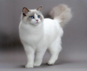 区分布偶猫的种类，基本看这3个方面就够了
