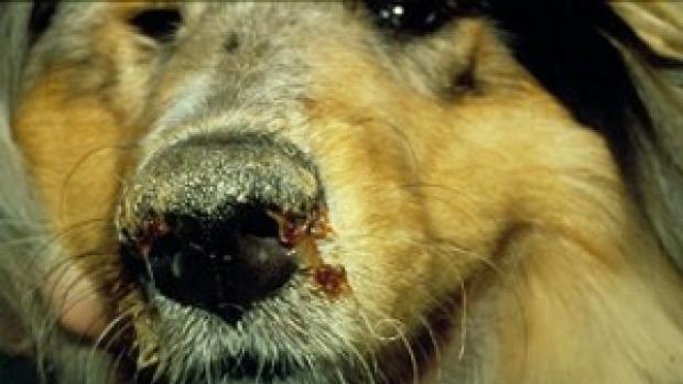 狗狗患犬瘟热怎么办?主人可按这3点做好预防 狗狗患犬瘟热怎么办?主人可按这3点做好预防