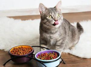猫一天吃多少猫粮？应该科学喂养