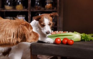 狗粮应该如何喂？喂养又有哪些注意事项？　多久换狗粮合适呢?