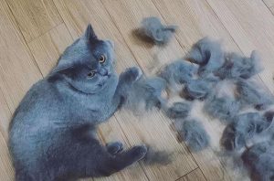 英短蓝猫的缺点有什么？