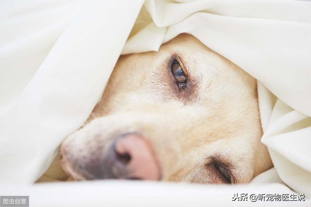 什么是犬瘟热病毒？怎么区分犬瘟和普通感冒呢？有什么治疗方法？