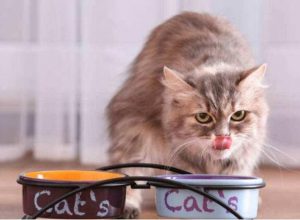 有哪5种食物会造成猫咪有危险？