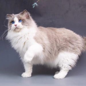 怎么区别布偶猫的品质？（区别布偶猫的品质）