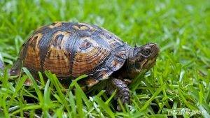 乌龟在出眠后会出现白眼病？怎么治疗乌龟的白眼病？