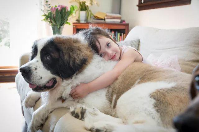 这12种著名的大型犬，知道5个以上，算你厉害有你想养的吗？