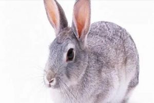 兔子的种类有很多，品种很少见有哪些？有着20种