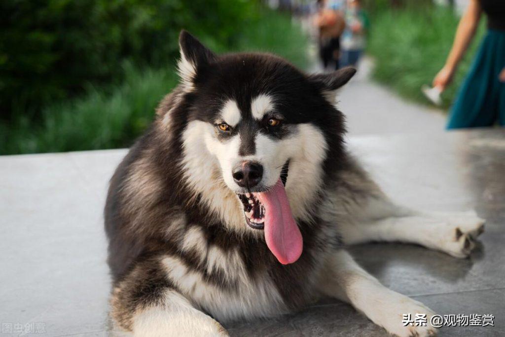 成犬阿拉斯加一天吃多少合适？不同狗粮所含的能量、营养都有一定的差异