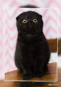 盘点给大家介绍六只不同品种的黑毛猫