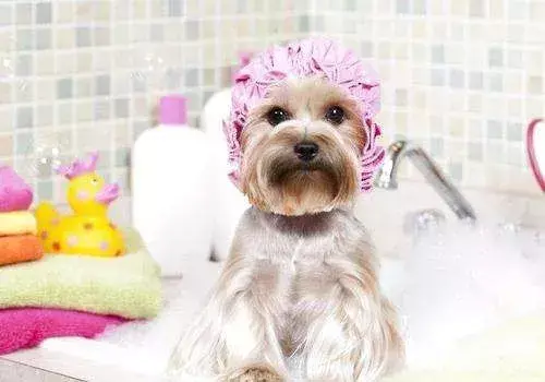 狗狗多久洗一次澡最合适？一般一个星期洗一次澡