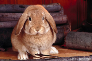 家养宠物兔到底怕冷还是怕热？