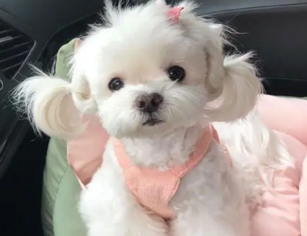 马尔济斯犬为什么那么多人喜欢养?因为这6个优点,太让人喜爱了! 马尔济斯犬为什么那么多人喜欢养?因为这6个优点,太让人喜爱了!