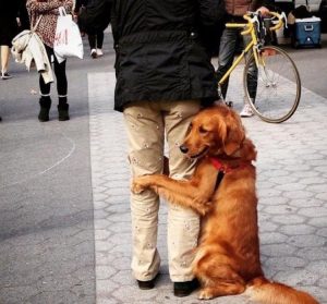 养金毛犬的坏处和养金毛犬的好处
