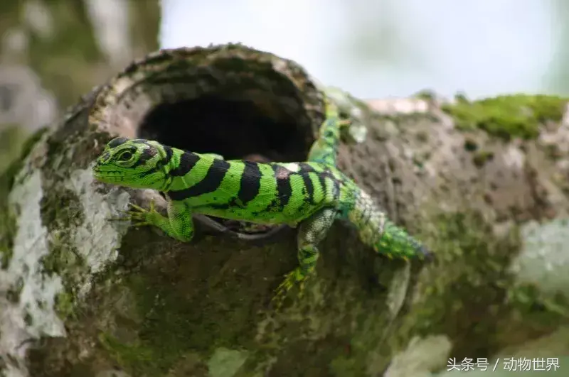 世界上10种漂亮的蜥蜴图片