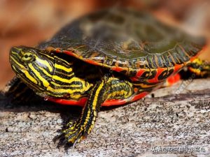 18种常见的乌龟，都有自己的特色