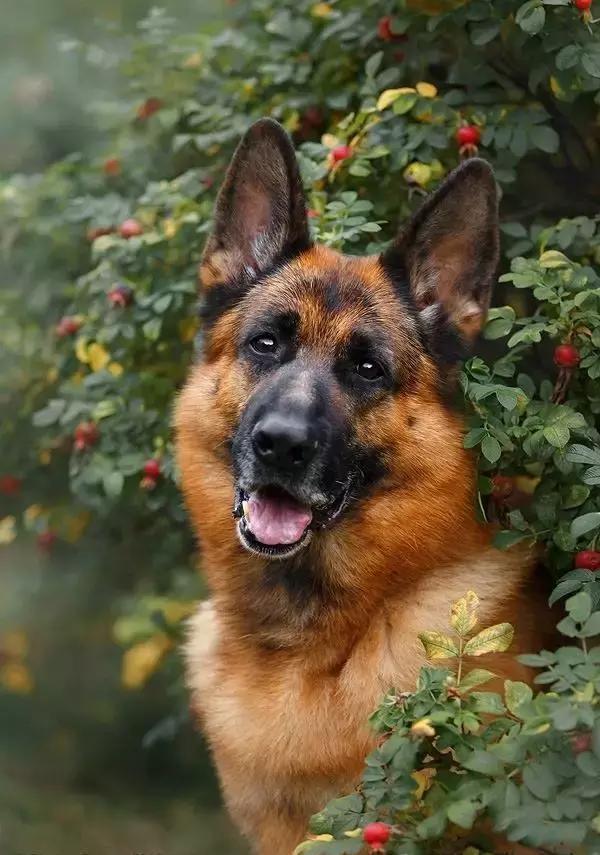 德国牧羊犬掉毛严重吗？德牧犬掉毛的原因有什么？