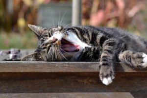 猫咪每天需要睡多少个小时？为什么猫咪的睡眠时间如此长？
