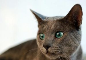 怎么区分英短，俄蓝和沙特尔猫？它们有什么不同？3种蓝猫的区别