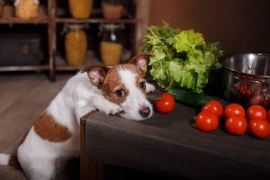 狗狗能吃西红柿吗？番茄酱能给狗吃吗？
