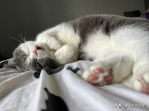 猫咪睡觉时打呼噜正常吗？猫咪打鼾异常的真正原因