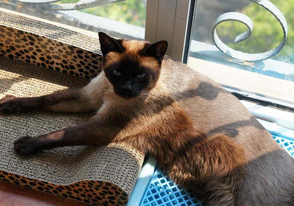 给猫咪拔牙是一种伤害?并不是一种伤害,其实是治疗猫口炎的有效手段 给猫咪拔牙是一种伤害?并不是一种伤害,其实是治疗猫口炎的有效手段