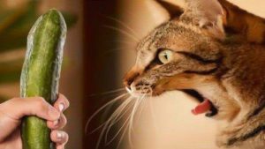 猫害怕黄瓜吗？猫咪害怕黄瓜的原因