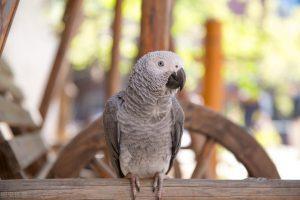 怎么正确养“灰鹦鹉”,它会很享受，注意饮食