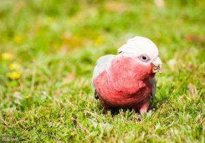 国内罕见粉色鹦鹉？关于粉红巴丹鹦鹉的知识