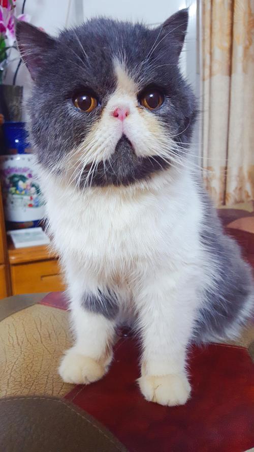加菲猫常见的十七种毛色,看看你家包子脸属于什么品种吧!(加菲猫毛色基因配置表) 加菲猫常见的十七种毛色,看看你家包子脸属于什么品种吧!(加菲猫毛色基因配置表)