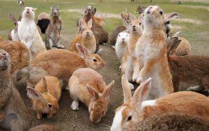 兔子近亲繁殖为何不灭绝？