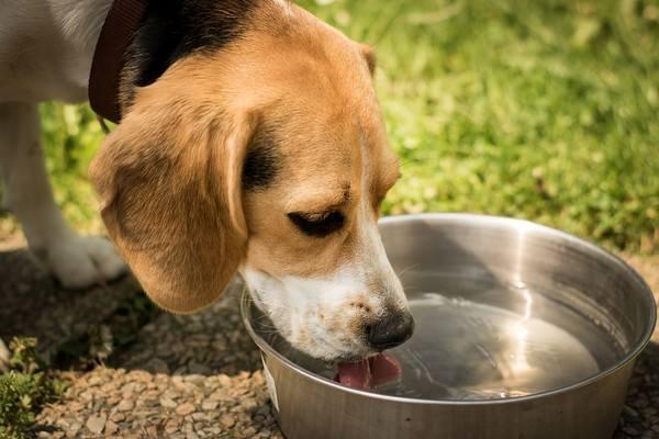 狗狗喝水有4大禁忌，为了狗狗健康，宠主请避开！（狗喝水指什么意思?）