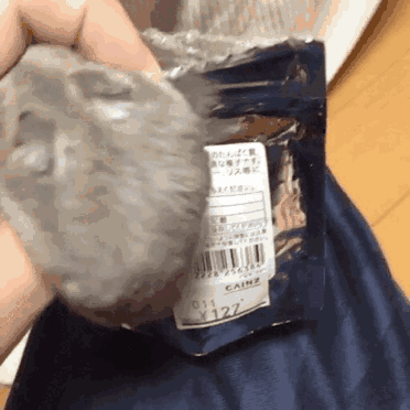 仓鼠是廉价宠物？养一只仓鼠到底要多少钱？