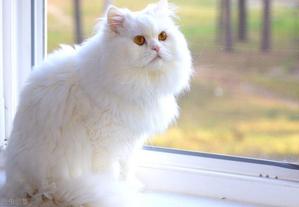 有着猫中贵族之称的波斯猫，为什么越来越少人养？少人养波斯猫的原因