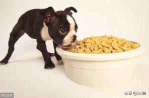 狗狗该喂多少狗粮合适呢？狗狗每天吃多少顿合适?