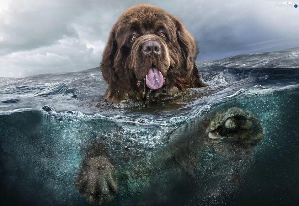 纽芬兰犬为什么会被禁养？狗狗中的游泳健将，曾在海难救20人