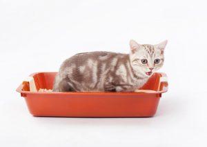 给猫咪吃泌尿处方粮好吃不？是智商税吗？