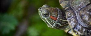 巴西龟用多深的水养？水太深的话巴西龟会不会淹死？