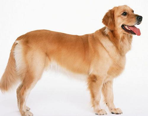 纯种金毛犬多少钱一只？ 为什么有高有低呢？