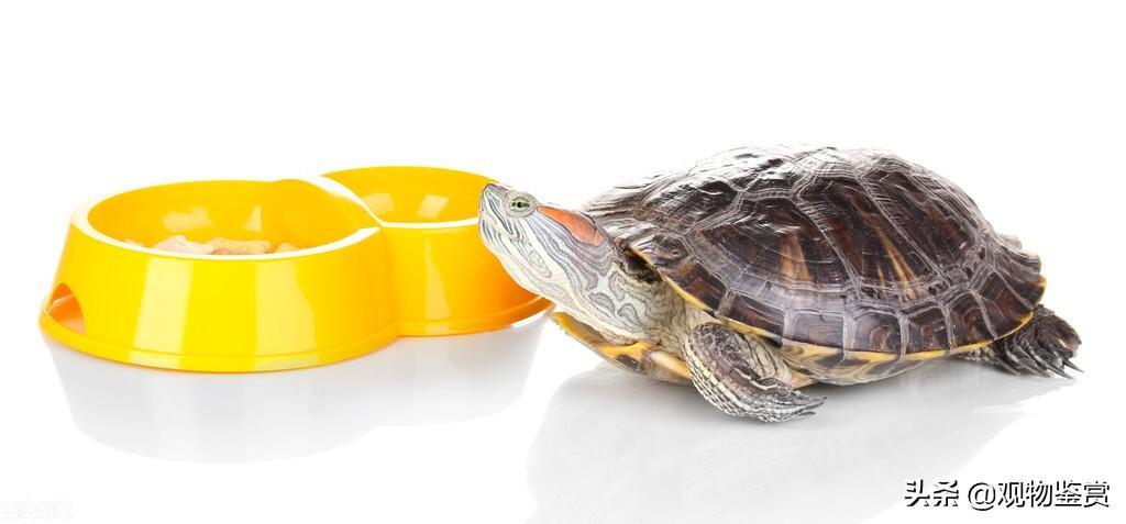 乌龟是根据体重大小来喂食的，正确喂食乌龟的方法